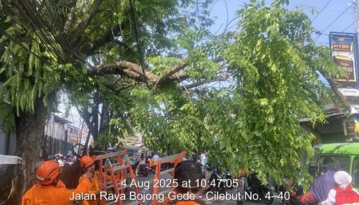“Pohon Tumbang di depan Stasiun Cilebut Bogor, Sempat Tutup Jalan: Skandal Pengelolaan Kehutanan?”