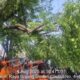 “Pohon Tumbang di depan Stasiun Cilebut Bogor, Sempat Tutup Jalan: Skandal Pengelolaan Kehutanan?”