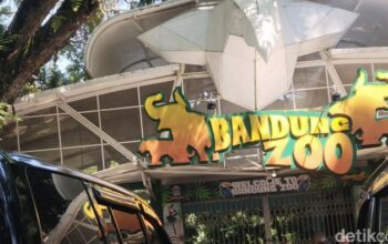 Bandung Zoo Ditutup Sementara, Kenapa? Dampaknya pada Konservasi Hewan