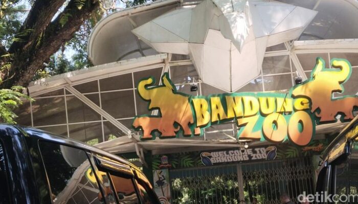 Bandung Zoo Ditutup Sementara, Kenapa? Dampaknya pada Konservasi Hewan