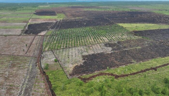 100 Ha Lahan Bengkalis Dibakar: Potret Udara yang Mencengangkan!