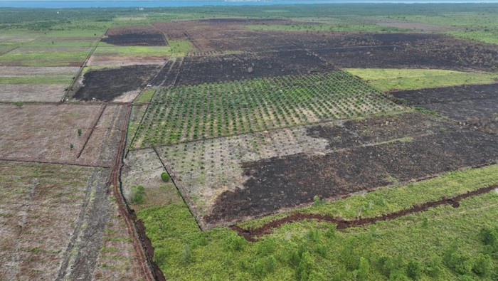 100 Ha Lahan Bengkalis Dibakar: Potret Udara yang Mencengangkan!