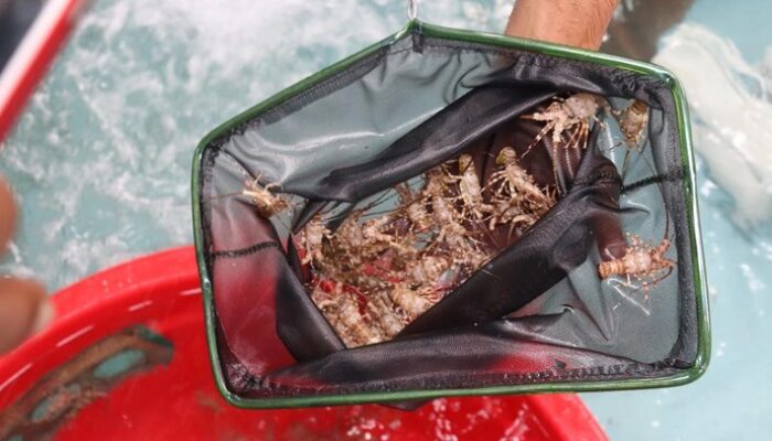 Dosen Unpad: Budidaya Lobster KJA di Pangandaran Tak Ganggu Ekosistem – Update 1