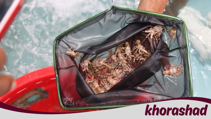 Dosen Unpad: Budidaya Lobster KJA di Pangandaran Tak Ganggu Ekosistem - Update 1