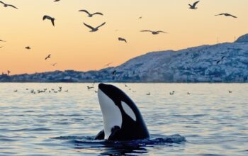 Viral Jessica Radcliffe Tewas Diserang Paus Orca, Ternyata Hoax Bikinan AI – Update 1