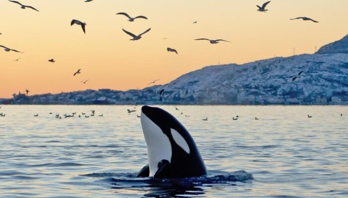 Viral Jessica Radcliffe Tewas Diserang Paus Orca, Ternyata Hoax Bikinan AI – Update 1