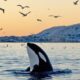 Viral Jessica Radcliffe Tewas Diserang Paus Orca, Ternyata Hoax Bikinan AI – Update 1