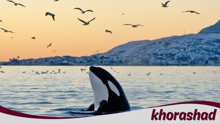 Viral Jessica Radcliffe Tewas Diserang Paus Orca, Ternyata Hoax Bikinan AI - Update 1