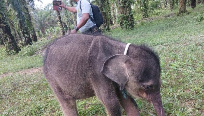 Tragedi Hari Gajah Sedunia: Yuni yang Hilang dari Induk, Meninggal dalam Duka