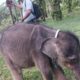 Tragedi Hari Gajah Sedunia: Yuni yang Hilang dari Induk, Meninggal dalam Duka