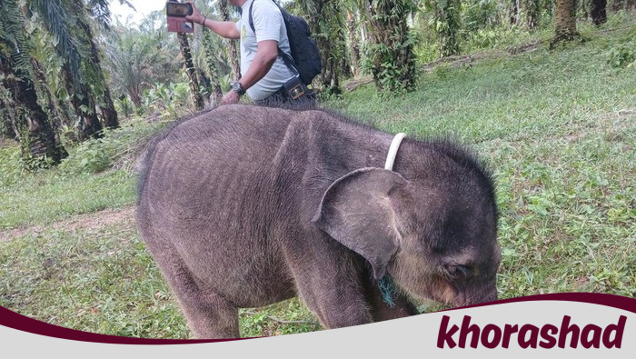 Tragedi Hari Gajah Sedunia: Yuni yang Hilang dari Induk, Meninggal dalam Duka