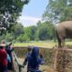 “HUT Ke-80 RI, TM Ragunan Jadi Magnet Wisata Murah untuk Warga Jakarta”