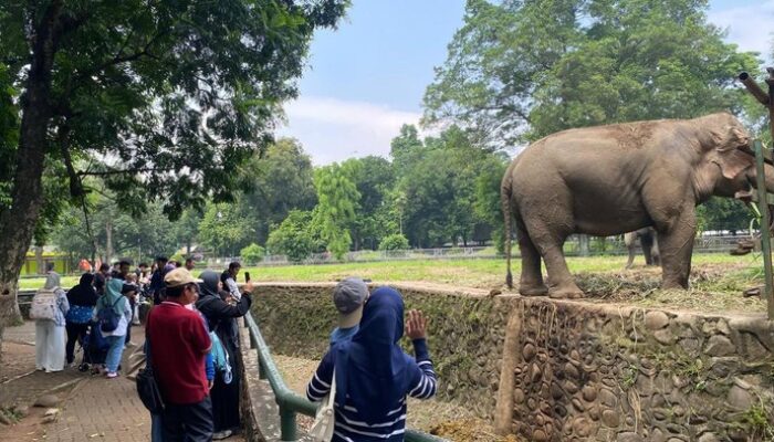 “9 Ribu Pengunjung Ragunan dalam Satu Hari, Apa yang Sedang Terjadi?”
