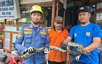 Ular Raksasa 2 Meter Tiba di Kamar Mandi, Warga Bogor Segera Hubungi Damkar!