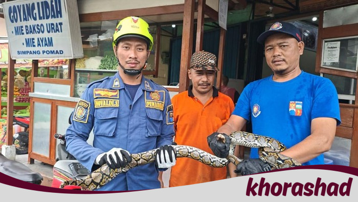 Ular Raksasa 2 Meter Tiba di Kamar Mandi, Warga Bogor Segera Hubungi Damkar!