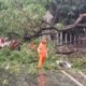 Bencana alam menyerang: Hujan dan angin kencang, 10 pohon di Jaksel-Jaktim tumbang, siapakah berikutnya?