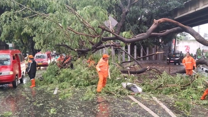 Bencana alam menyerang: Hujan dan angin kencang, 10 pohon di Jaksel-Jaktim tumbang, siapakah berikutnya?