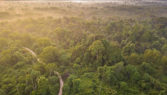 Tesso Nilo: Krisis Hutan, Dilema Gajah, dan Pertarungan Manusia