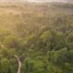 Tesso Nilo: Krisis Hutan, Dilema Gajah, dan Pertarungan Manusia
