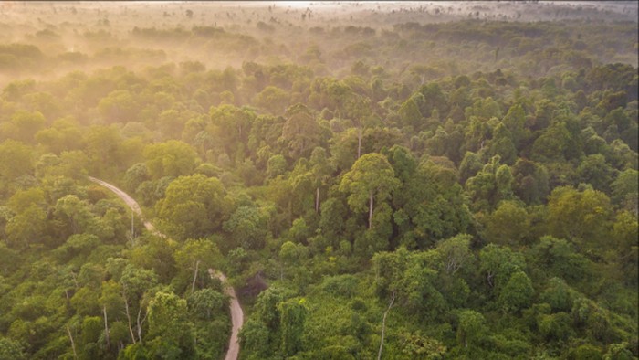 Tesso Nilo: Krisis Hutan, Dilema Gajah, dan Pertarungan Manusia