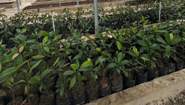 Polda Riau Bangun ‘Bank Pohon’: Pusat Pembibitan dan Edukasi untuk Riau Hijau – Update 1