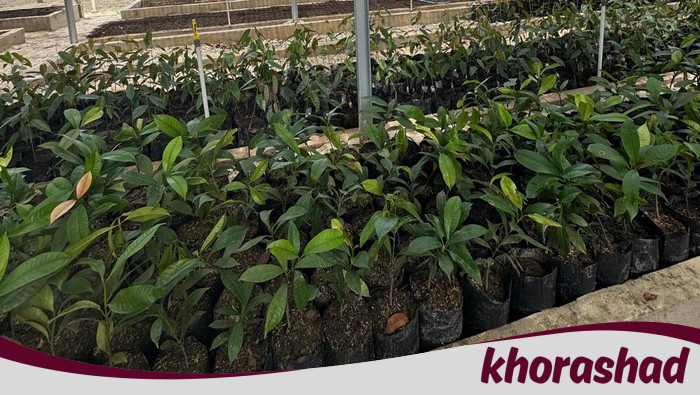 Polda Riau Bangun 'Bank Pohon': Pusat Pembibitan dan Edukasi untuk Riau Hijau - Update 1