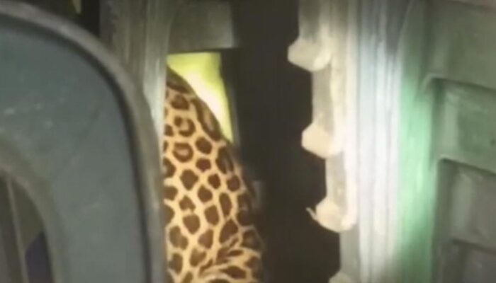 Kejadian Langka: Macan Tutul Masuk Balai Desa di Kuningan, Apa yang Terjadi?