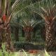 1,1 Ton Sawit Dicuri, Pria di Bangka Barat Terbongkar, Ribuan Ekosistem Terancam!