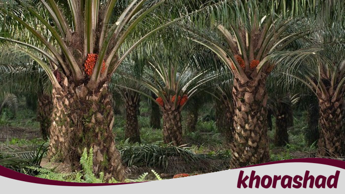 1,1 Ton Sawit Dicuri, Pria di Bangka Barat Terbongkar, Ribuan Ekosistem Terancam!