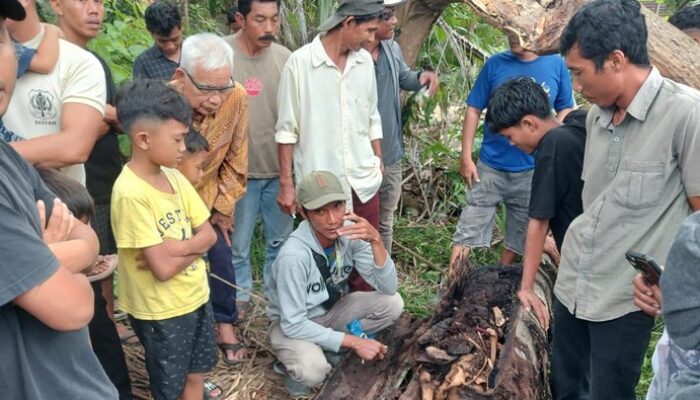 Misteri Tersembunyi: Kades Bicara Tentang Temuan Kerangka Manusia di Pohon Sumut