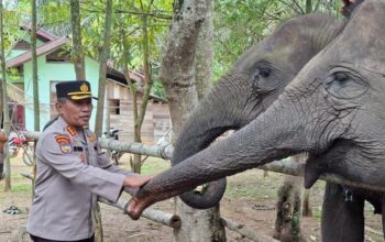 Dukungan Polda Riau bagi Pelestarian Gajah: Benteng Perdamaian untuk Ekosistem Riau