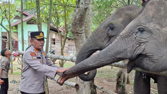 Dukungan Polda Riau bagi Pelestarian Gajah: Benteng Perdamaian untuk Ekosistem Riau