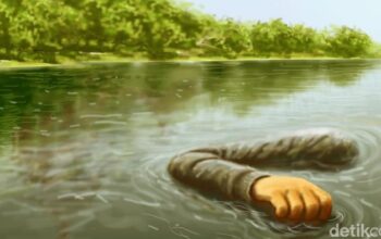 Jasad Pria Tenggelam Nyangkut di Batu Curug Seribu Bogor, Dievakuasi Pagi Ini – Update 1