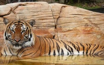 “Harimau Mati dalam Mobil: Amarah Publik Malaysia Menuntut Perubahan”