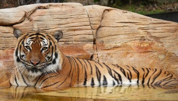 “Harimau Mati dalam Mobil: Amarah Publik Malaysia Menuntut Perubahan”