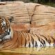 “Harimau Mati dalam Mobil: Amarah Publik Malaysia Menuntut Perubahan”