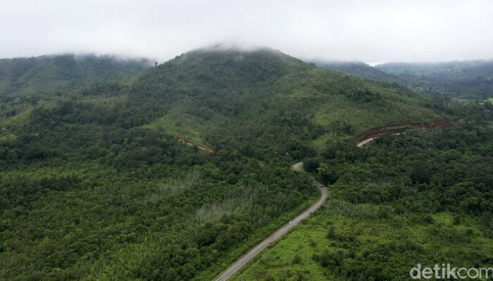 Menanti Jalan Ekonomi Hijau yang Demokratis: Navigasi Menuju Perubahan atau Kebuntuan?