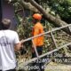 Angin Kencang dan Pohon Tumbang: 75 Rumah di Bojonggede Bogor Jadi Korban Bencana Alam
