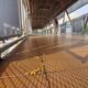 “Kebayoran Skywalk Terjangkit Banyak Kotoran Kucing, PSI Munculkan Usulan Lokasi Makan Khusus”