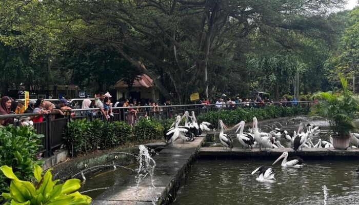 “Dive into Malam Ragunan: Jadwal & Tiket yang Wajib diketahui untuk Pengalaman Unik”