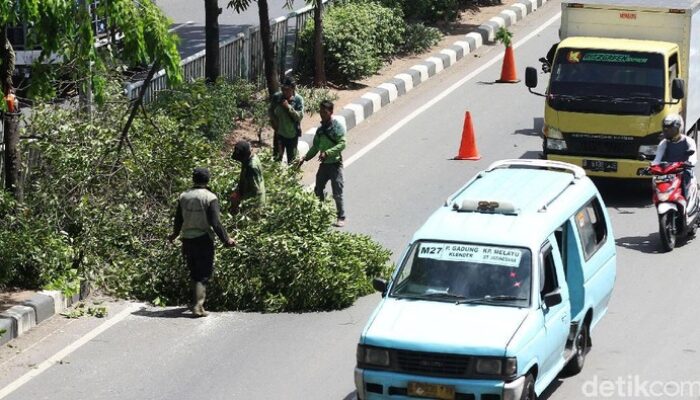 Pemprov Jakarta Pangkas 55 Ribu Pohon Rawan Tumbang, antisipasi Musim Hujan 2025