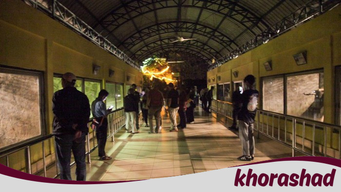 3.635 Orang Meramaikan Ragunan Night Zoo, Antusiasme Warga Jakarta Mencuri Perhatian