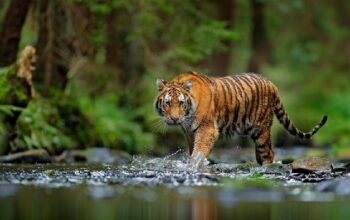 2 Harimau Muncul di Lintas Sumatera, Heboh! BKSDA Sumbar Ambil Tindakan