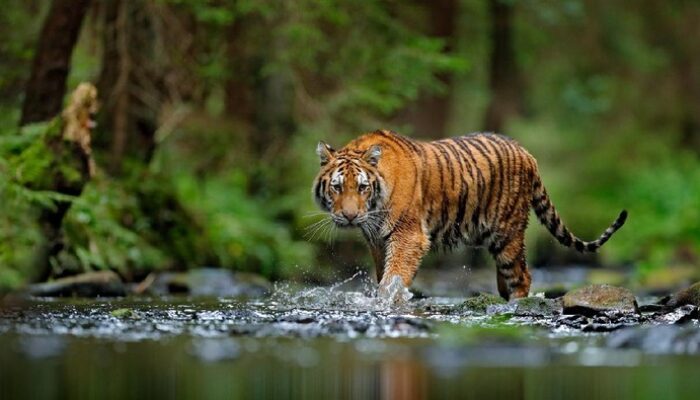 2 Harimau Muncul di Lintas Sumatera, Heboh! BKSDA Sumbar Ambil Tindakan