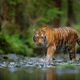2 Harimau Muncul di Lintas Sumatera, Heboh! BKSDA Sumbar Ambil Tindakan