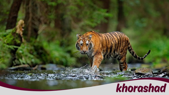 2 Harimau Muncul di Lintas Sumatera, Heboh! BKSDA Sumbar Ambil Tindakan