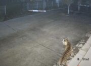 Dari Anjing hingga Harimau, BRIN Agam Terancam!