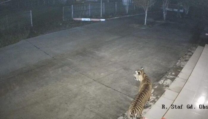 Dari Anjing hingga Harimau, BRIN Agam Terancam!