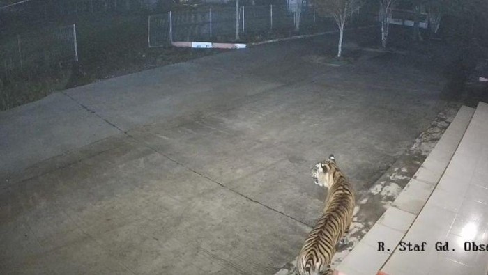 Dari Anjing hingga Harimau, BRIN Agam Terancam!
