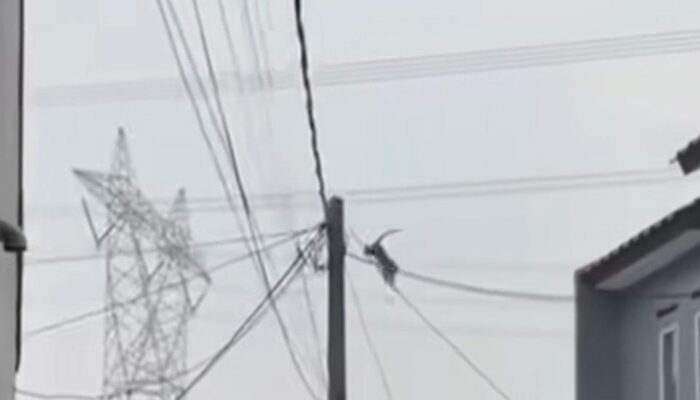 Monyet Merajalela di Depok, Warga Curiga Dari Tangsel!